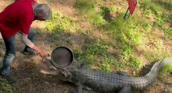 Australian man scares away crocodile with a frying pan: Video goes viral