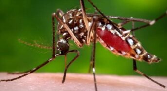 Dengue cases on the rise in Bengaluru, after covid assault
