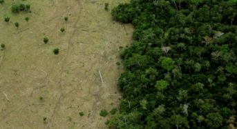 In the first six months of Lula’s administration, deforestation in the Amazon dropped by 34%