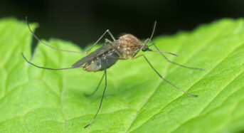 Mosquito positive for West Nile infection tracked down in Cincinnati