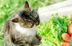 According to a study, cats’ health may benefit from a vegan diet