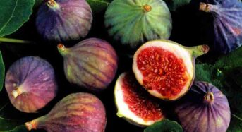 Figs’ Wellness Advantages
