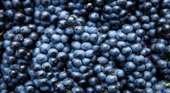 Acai berries have five incredible health benefits