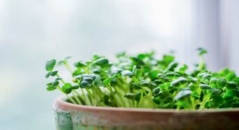 Experience The Advantages of Eating More Microgreens