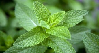Power of Pudina: 6 Insights from Mint Leaf Consumption