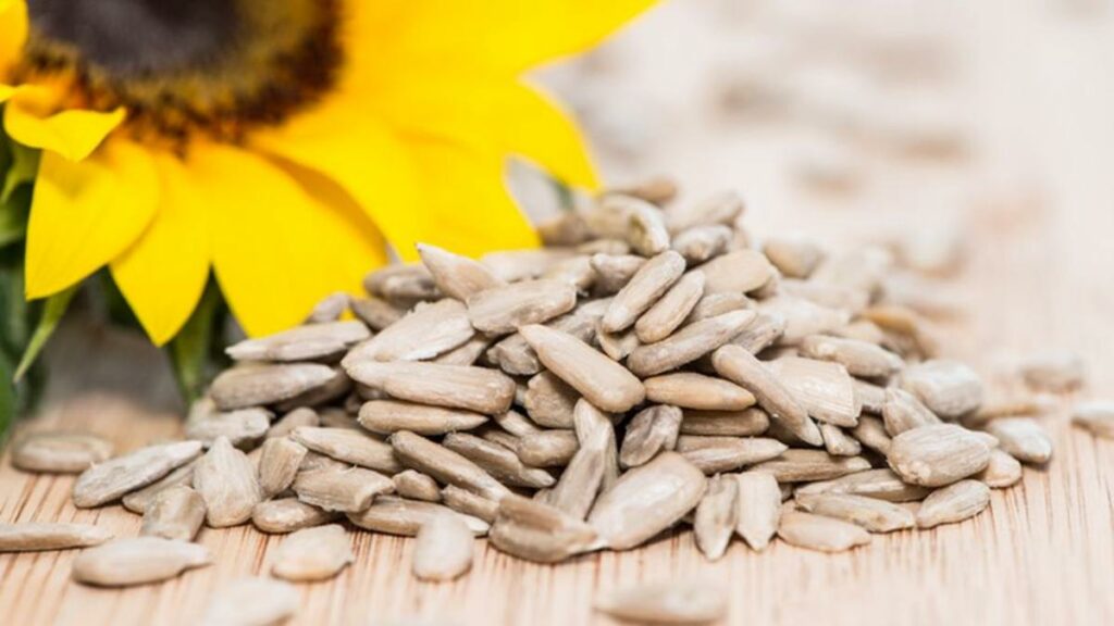 Sunflower Seeds Seven Motivations to Eat These Nutritious Kernels Every Day