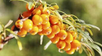 Sea Buckthorn Berries are a Superfood with Unrealized Potential