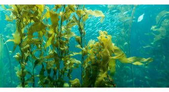 Offshore Greens Reveals a Groundbreaking Superfood Based on Kelp