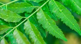 Top 5 Neem Leaf Health Benefits for a Cool Summer