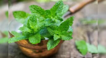 Why Mint Is The Finest Summertime Remedy