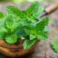 Why Mint Is The Finest Summertime Remedy