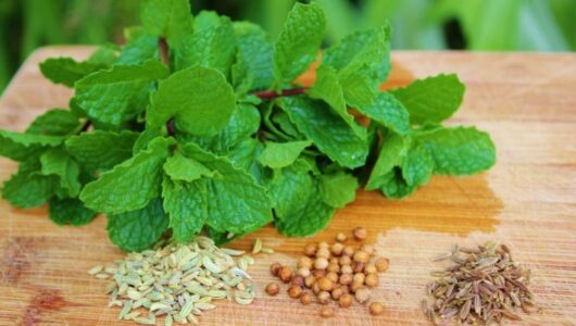 5 Cooling Ayurvedic Herbs That Should Include In Your Summertime Diet