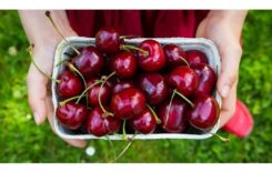 7 Ways Sweet Cherries Can Help Your Health