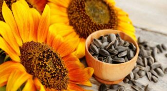 Sunflower Seeds Have 8 Health Benefits