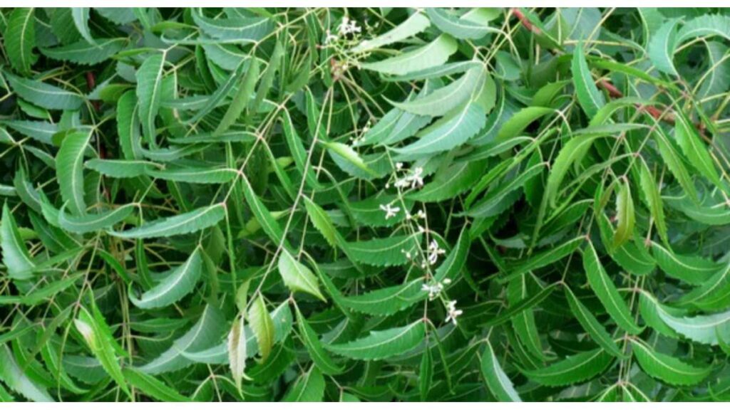 Neem leaves