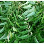 Top Health Benefits of Neem You Should Know