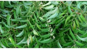 Neem leaves