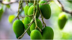 Raw Mango